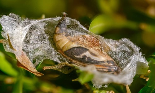 Box tree moth, boxwood moth, boxwood moth, cydalima perspectalis, moth, web, insects, moths, pupa,