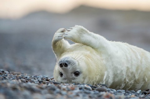 Young grey seal (Halichoerus grypus) on the beach, Nordesee, Heligoland, Schleswig-Holstein,
