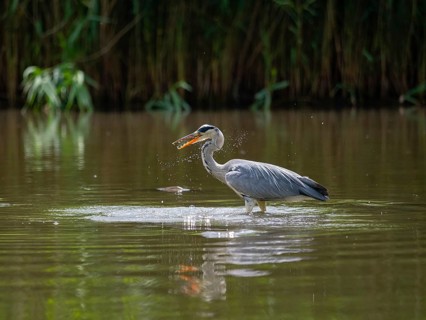 A gray heron hunting, Ümminger See, Bochum, Ruhrpott, North Rhine-Westphalia, Germany