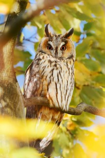 Long-eared owl (Asio otus) sitting in a tree in autumn, North Rhine-Westphalia, Germany