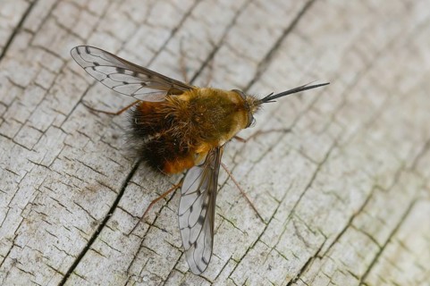 Bombylius Discolor, Dotted Bee-Fly, Spotted Woolswear, Diptera, Insects, Insects, Two-winged Birds