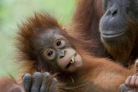 Animals Animal Mammal Mammals Indonesia Borneo Monkey Monkeys Primates Female orangutan with her