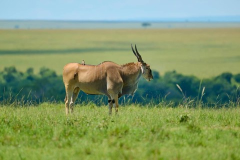 Antelope on a green savannah with a vast, natural backdrop, eland (Taurotragus oryx), Masai Mara