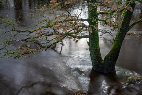 Floods on the Hunte in Barneführer Holz, Hatten, Lower Saxony, Germany