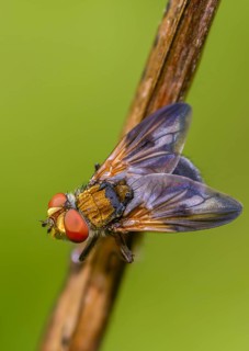 Blue iridescent bedfly, pattern-winged bug tachinid fly, phasia hemiptera, caterpillar flies,