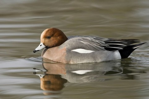 Animals, birds. Ducks, a Eurasian wigeon swimming in the water, viewed from the side (Anas