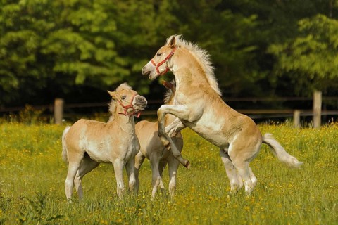 Pets - Horses - animals - mammals - Horses, Texel island, Netherlands