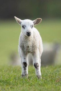 Domestic sheep (Ovis aries) juvenile baby lamb farm animal in a grass field in spring, England,