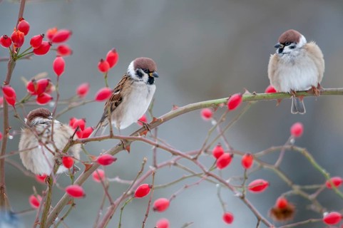 Tree sparrow, dog rose, Passer Montanus, pink canina, rosaceae, rose family, sparrow, tree sparrow,
