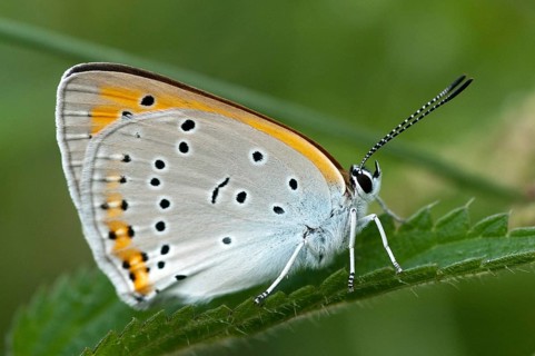 Large moth, large copper, lycaena dispar, butterfly, insects, butterfly, butterflies