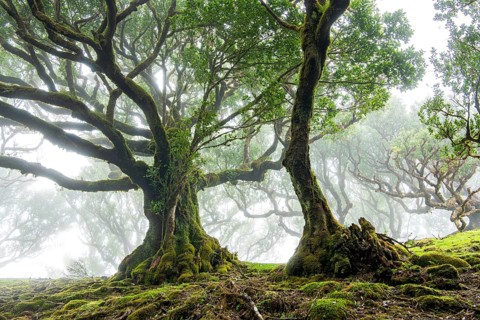 Laurel trees (Laurus nobilis) on Madeira, Fanal, Madeira, Portugal