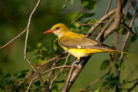 Golden oriole, oriolus oriolus, birds, Bulgaria, female, passeri, songbirds, songbirds, birds,