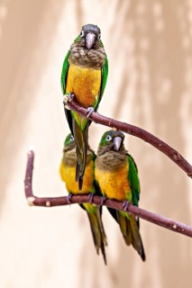 Three parrots on a branch, bathed in light and shadow, the cactus parakeet, also known as the