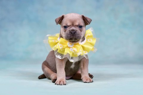 French Bulldog puppy wearing yellow collar with small flower in front of soft blue background