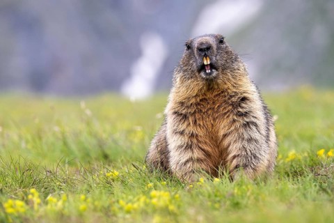 Alpine marmot (Marmota marmota), Heiligenblut, Carinthia, Austria