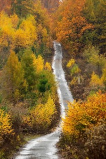 Mixed autumn forest, aerial view, Melle, Lower Saxony, Germany