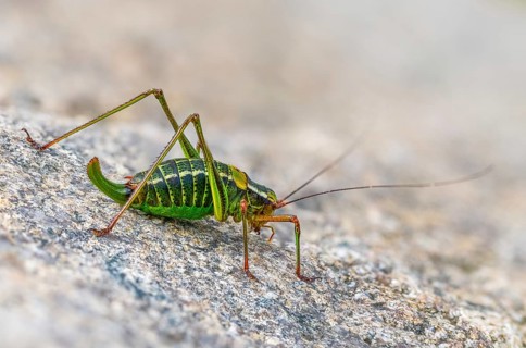 Barbitistes constrictus, eastern saw-tailed bush cricket, softwood sabre, grasshopper, grasshopper,