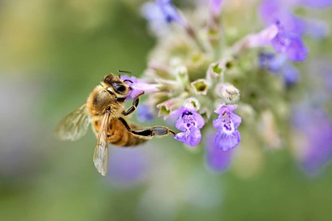 Western honey bee (Apis mellifera), feeding on nectar from a catmint (Nepeta faassenii) flower,