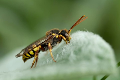 Hymenoptera, Lathbury's Nomad, Nomada Lathburiana, redheaded wasp bee, insects, wild bees