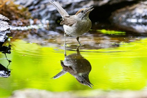 Blackcap (Sylvia atricapilla) wbl Germany