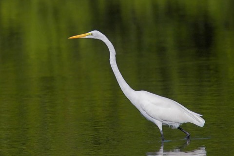 Animals Birds Heron Great White Egret, Casmerodius albus, Great White Egret, Florida, USA,
