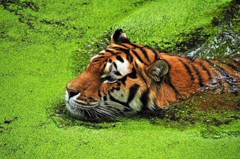Siberian tiger (Panthera tigris altaica) in a moat covered with duckweed (Lemna minor), Nuremberg