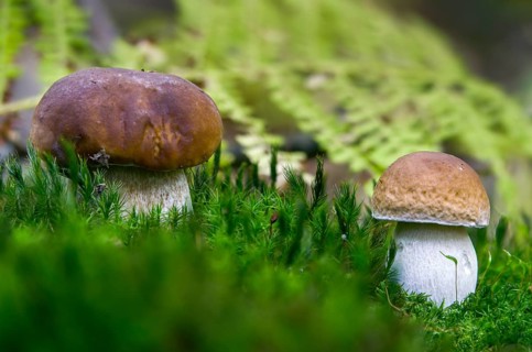 Boletus edulis, spruce porcini, common porcini mushroom, porcini mushroom, cep, fungi, mushroom,