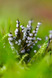 Didymium melanospermum, grey fur dust, grey ball slime mold, hemispherical crust mushroom, slime