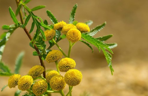 Asteraceae, chrysanthemum vulgare, daisy, tansy, tanacetum vulgare, tansy, wormwort, bitter