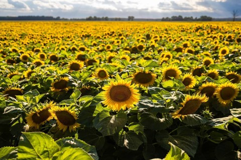 Wide view of blooming sunflower (Helianthus annuus) field on a sunny summer day with thousands of