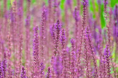 Steppe sage or wood sage (Salvia nemorosa), North Rhine-Westphalia, Germany