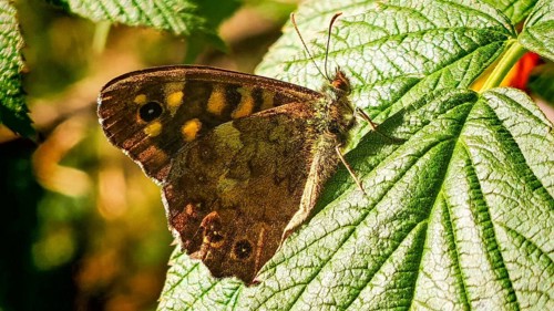 Close-up: a Pararge aegeria butterfly, well camouflaged as it rests on a large green leaf and basks