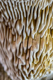 Beam Porling, Beam Leafing, Gloeophyllum Trabeum, Lenzites Trabea, Timber Gill Polypore, Trametes