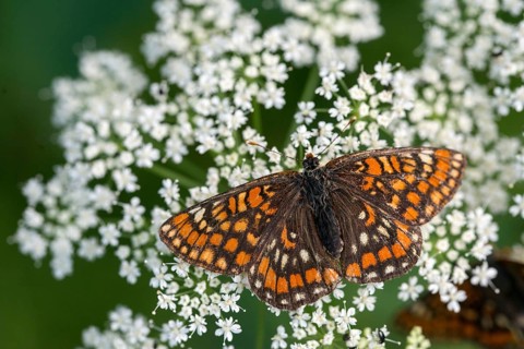 Ash moth, Euphydryas maturna, small maybird, maybird, butterfly, insects, scarce fritillary,
