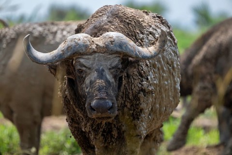 Cape buffalo (Syncerus caffer) after a mud bath, Murchison Falls National Park, Uganda