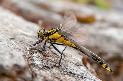 Common Club-Tail, Common Wedge Maiden, Gomphus Vulgatissimus, Anisoptera, Damselflies, Dragonflies,