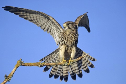 Animal Animals Bird Birds Falcon Falcons Falconidae Kestrel perched on a branch (Falco