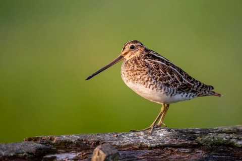 Common Snipe (Gallinago gallinago), Lembruch, Lower Saxony, Germany