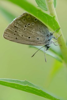 Glaucopsyche Alcon ssp. rebeli, glaucopsyche rebeli, cruciferous ant blue, maculinea rebeli,