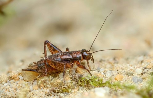 Grasshoppers, Nemobius sylvestris, forest crickets, ensifera, grasshoppers, crickets, grasshoppers,
