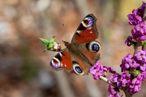 Aglais io, Daphne Mezereum, real Daphne, February Daphne, common Daphne, Common Daphne, Inachis io,