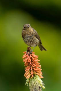 European robin (Erithacus rubecula) juvenile garden bird on a red hot poker flower in summer,
