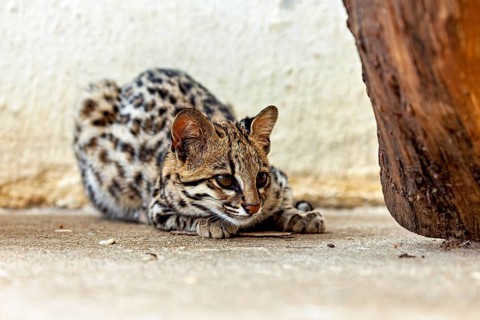 The cat is lying on the ground, watching its surroundings intently. A tiger cat in an enclosure in