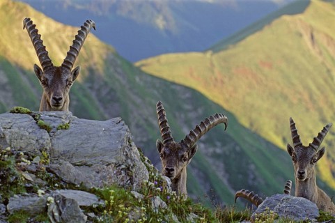 Animals, Mammals, Alpine ibex, ibex (Capra ibex), three lying on a steep slope, Swiss Alps, evening