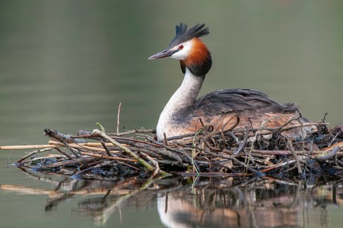 Great Crested Grebe (Podiceps cristatus) at its nest, Oldenburg Münsterland, Lower Saxony, Germany