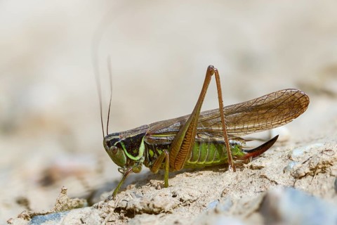 Grasshoppers, deciduous locusts, Metrioptera roeselii, Roesel's bush cricket, Rösel's bite