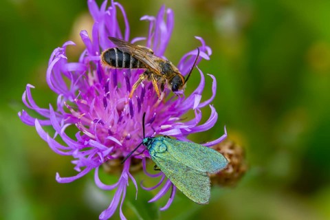 Flake green ram, green ram, jordanita globulariae, insects, moths, moths, moth, scarce forester,