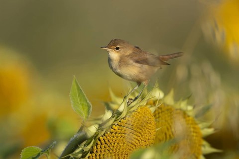 Reed warbler (Acrocephalus scirpaceus) adult bird on a sunflower seedhead in summer, England,