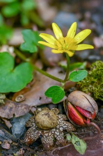 Astraeus hygrometricus, astraeus koreanus, barometer earthstar, false earthstar, cowarwort, ficaria