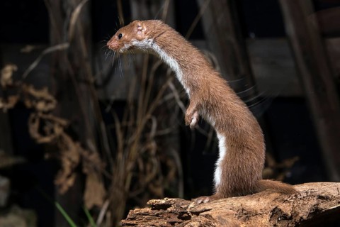 Carnivora, least weasel, mouse weasel, mustela nivalis, predators, mammals, raptors, mammals